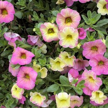 Calibrachoa Superbells Magic® 'Pink Lemonade' (318186)