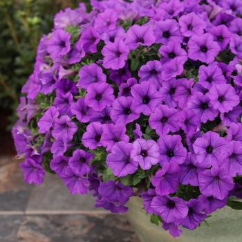 Petunia Supertunia Mini Vista&reg; 'Indigo' (318190)
