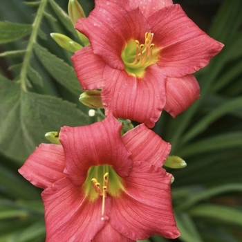 Hemerocallis 'Little Business'