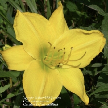 Hemerocallis 'Pirate's Treasure' 