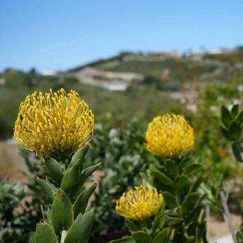 Leucospermum 'High Gold' 