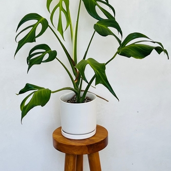 Philodendron 'Burle Marx'