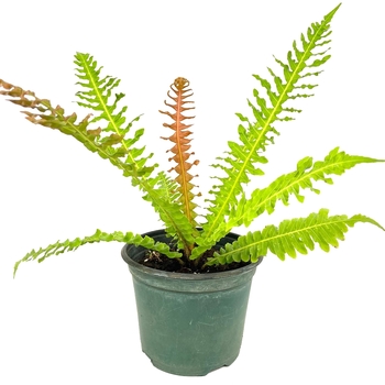 Blechnum brasiliense