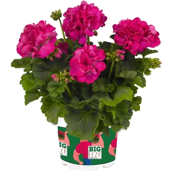 Pelargonium 'Big Eeze Fuchsia Blue'