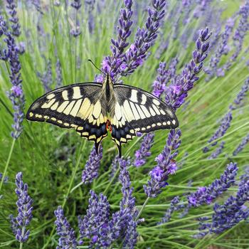 Lavandula x intermedia 'Phenomenal®' (318250)