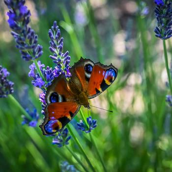 Lavandula x intermedia 'Phenomenal®' (318251)