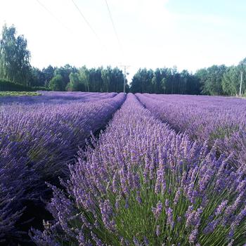 Lavandula x intermedia 'Phenomenal®' (318252)