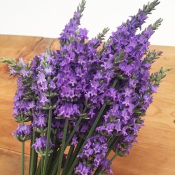 Lavandula x intermedia 'Sensational!&trade;' 