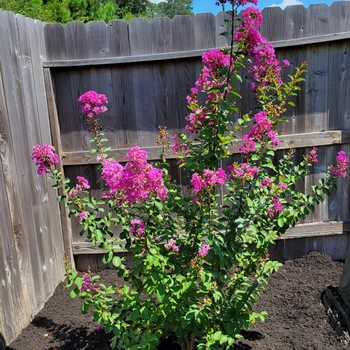 Lagerstroemia 'Powhatan'
