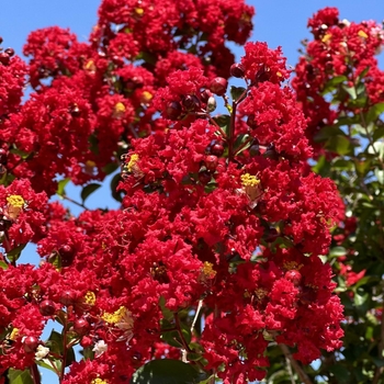 Lagerstroemia 'PIILAG-III' PP#23178