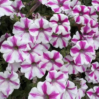 Petunia Supertunia&reg; 'Lovie Dovie&trade;' (318328)