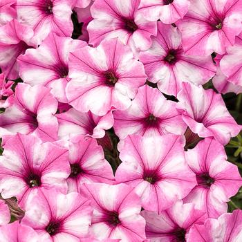 Petunia 'Mini Vista™ Pink Star' PP29826P3