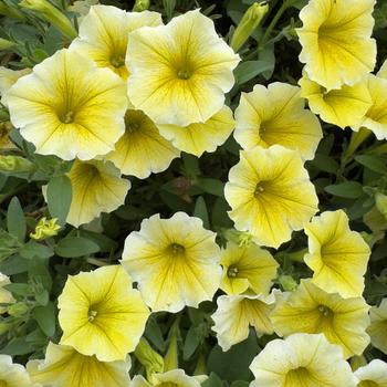 Petunia 'Balcobees' PP32448