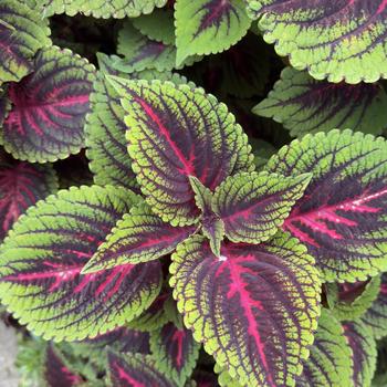 Coleus scutellarioides 'Torchlight™' PP26531P2