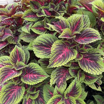 Coleus scutellarioides ColorBlaze&reg; 'Torchlight&trade;' (318333)