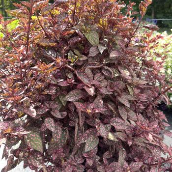 Hypoestes phyllostacha 'Lotty Dotty Pink'