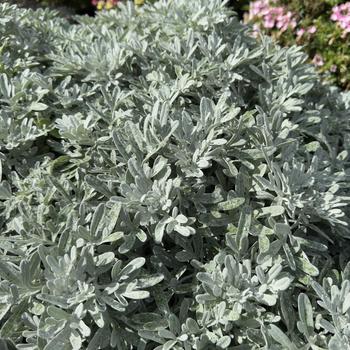 Artemisia 'FanciFillers Sea Salt' (318335)