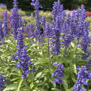 Salvia farinacea Sallyfun™ 'Deep Ocean' (318337)