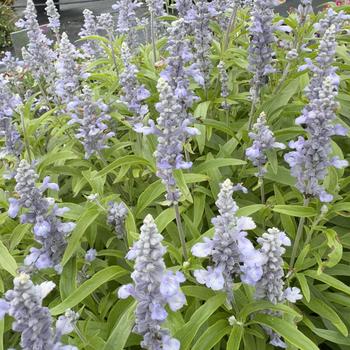 Salvia farinacea 'Sky Blue' PP15,733