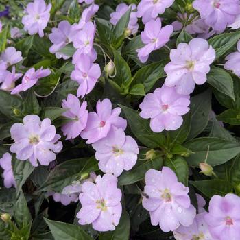 Impatiens SunPatiens&reg; Vigorous '' (318342)