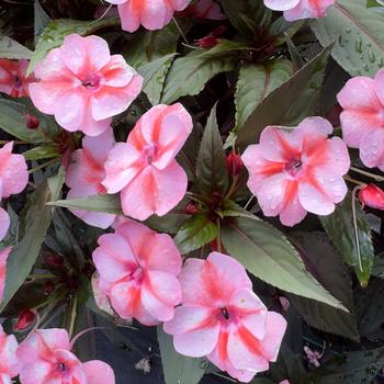 Impatiens 