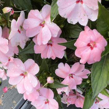 Impatiens SunPatiens&reg; Vigorous '' (318344)