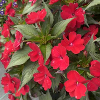 Impatiens SunPatiens&reg; Vigorous '' (318345)