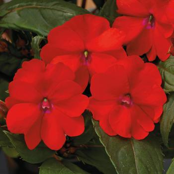 Impatiens SunPatiens&reg; Vigorous '' (318347)