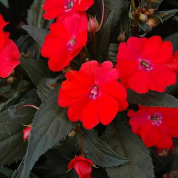 Impatiens