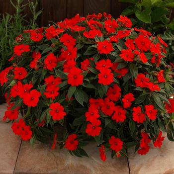 Impatiens SunPatiens&reg; Vigorous '' (318349)