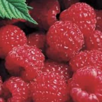 Rubus idaeus 'Latham' 