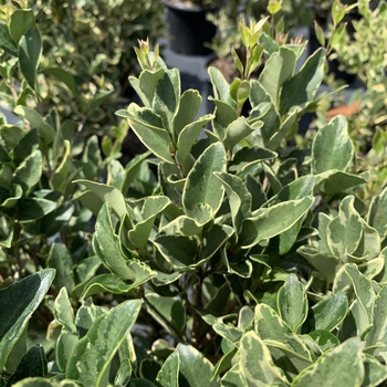 Ligustrum japonicum 'Jack Frost'