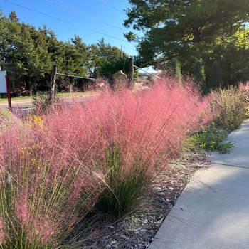 Muhlenbergia capillaris 'Pink Cloud' 