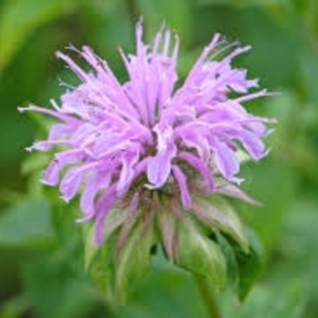 Monarda fistulosa