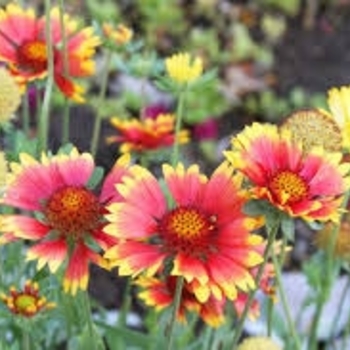 Gaillardia x grandiflora 'Goblin' 