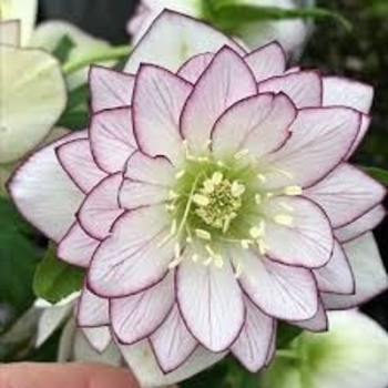 Helleborus 'Fire and Ice' USPP25925P3