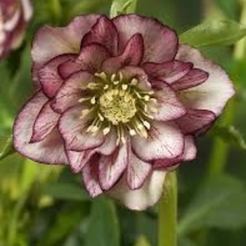 Helleborus 'Picotee' PP29829P2