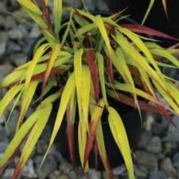 Hakonechloa macra 'HABsfl007' PP27734