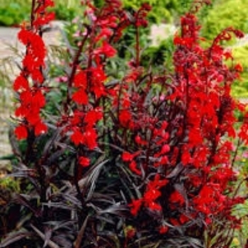 Lobelia cardinalis 'Queen Victoria' 