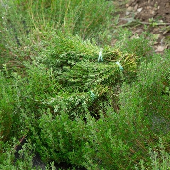 Thymus vulgaris 'French'