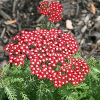 Achillea millefolium 'Skysail Fire'