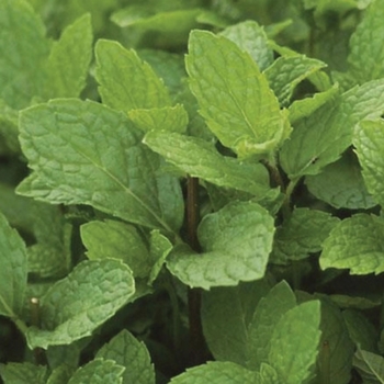 Mentha spicata 'Kentucky Colonel'