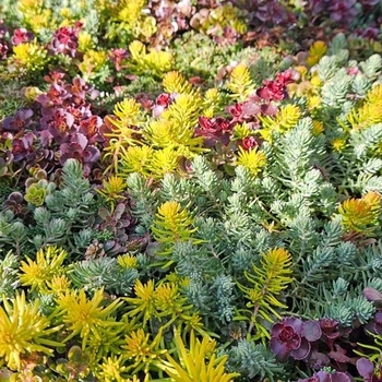 Sedum 'Standard Mix' 
