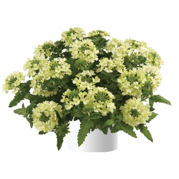 Verbena 'Compact' 10,197,679 B2