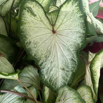 Caladium 'White Wings' 