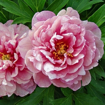 Paeonia 'Pink Double Dandy' 