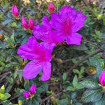 Rhododendron Southern Indica hybrid 'Judge Solomon'