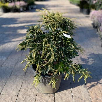 Pieris japonica 'Temple Bells' 