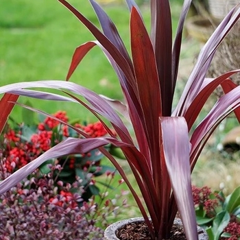 Cordyline 'Albatross' PP23715