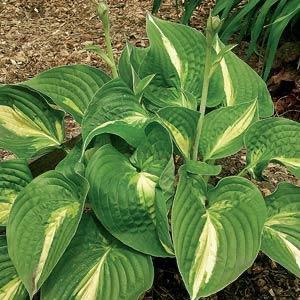 Hosta 'Ann Kulpa' 